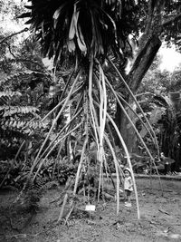 Close-up of palm tree