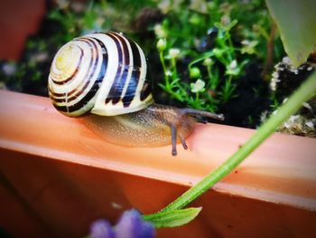 Close-up of snail