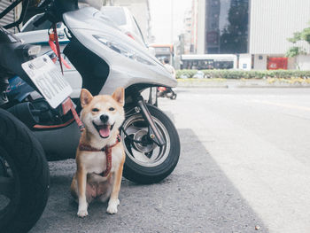 Portrait of dog in city