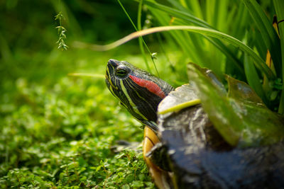 Close-up of turtle on grass