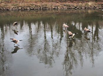 Ducks swimming in lake