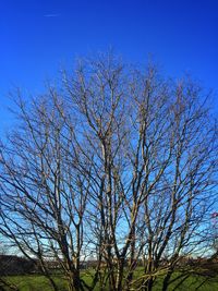 Low angle view of bare trees against blue sky