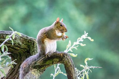 Close-up of squirrel on tree