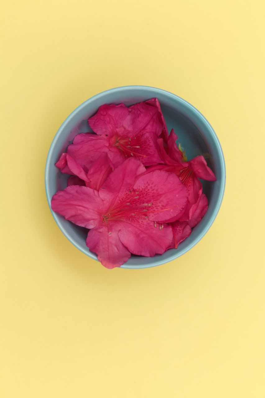 HIGH ANGLE VIEW OF PINK FLOWER IN BOWL