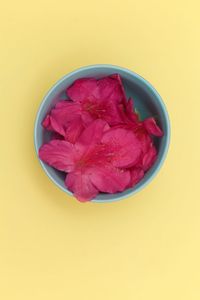 High angle view of pink rose on white background