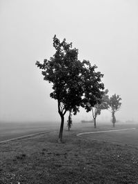 Trees in the fog 