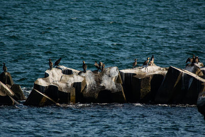 Scenic view of sea with seagulls