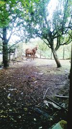 Dog standing on tree trunk