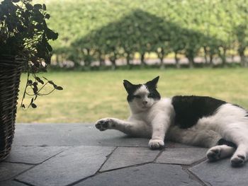 Portrait of cat resting on footpath