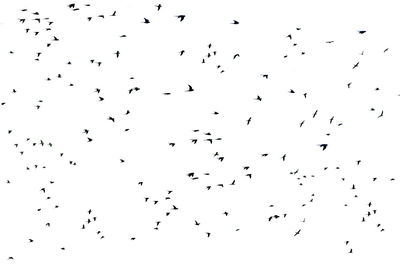 Low angle view of birds flying in the sky