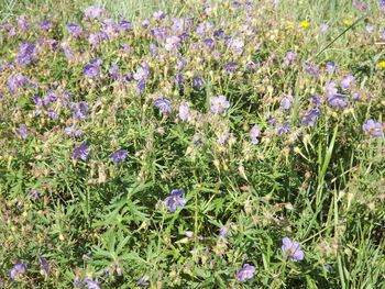 Purple flowers blooming on field