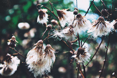 Close-up of wilted flowers