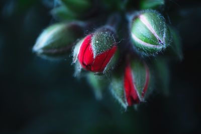 Close-up of red flowering plant