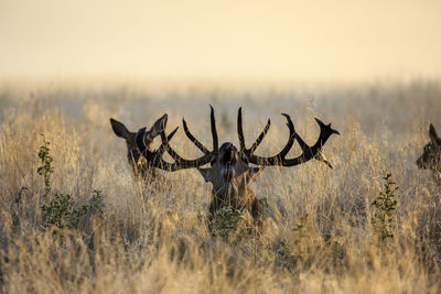 Stag and deer on field