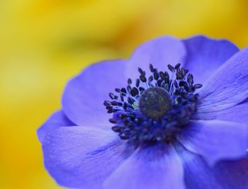 Close-up of blue flower blooming outdoors