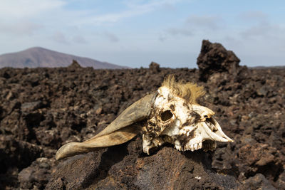 Close-up of animal skull