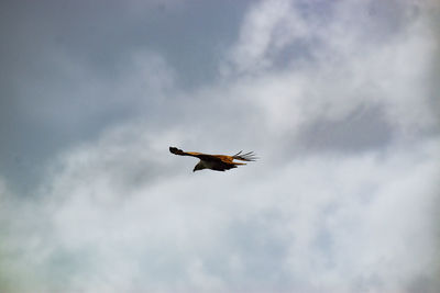 Low angle view of bird flying in sky