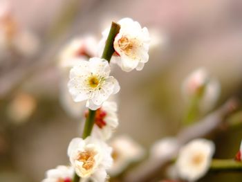 Close-up of white cherry blossom