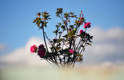 Close-up of pink flowering plant against sky