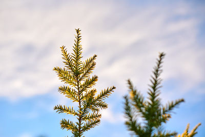 Yew tree taxus baccata branch copy space, blue sky background. european evergreen yew tree