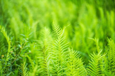 Close-up of fern leaves on land