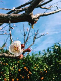 Close-up of cherry blossom tree