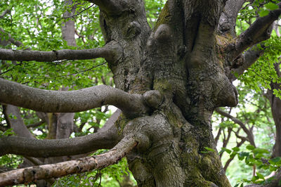 Tubers and branches on an old gnarled tree trees in the hutewald halloh, near the kellerwald.germany