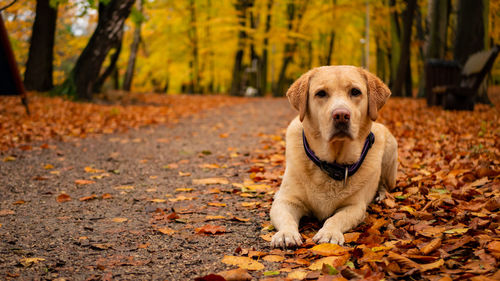 Portrait of a dog on autumn leaves