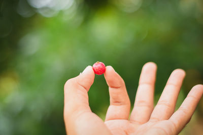 Close-up of hand holding leaf