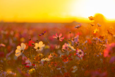 Close-up of yellow flowering plants on field against sky during sunset