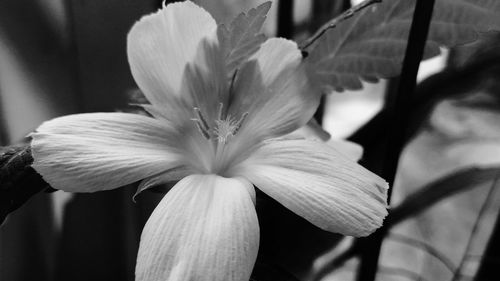 Close-up of day lily blooming outdoors