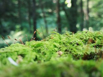 Close-up of fresh green plants