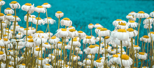 Close-up of white flowering plants on field