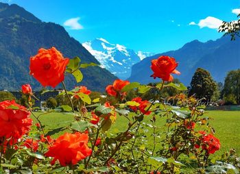 Close-up of red flowers blooming on mountain