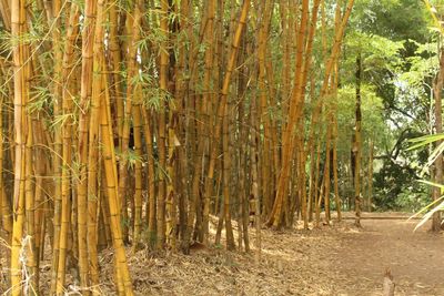 Trees growing in forest