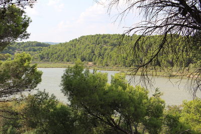 Scenic view of lake in forest against sky