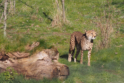 Cheetah standing on grassy field