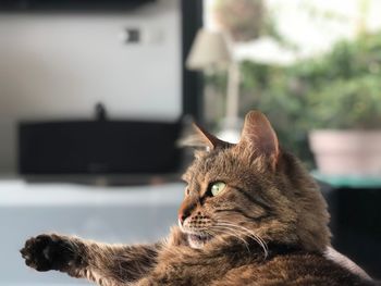 Close-up of a cat looking away