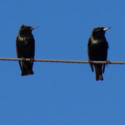 Low angle view of bird perched on blue sky