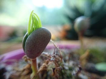 Close-up of plant