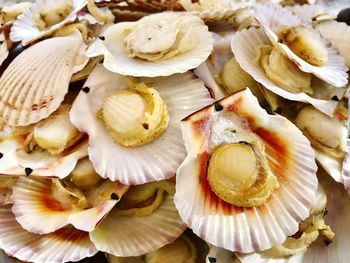 High angle view of shells