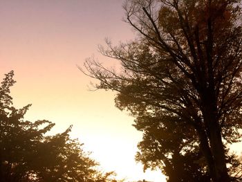 Low angle view of bare trees against sky