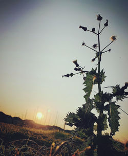 Low angle view of plants against clear sky during sunset