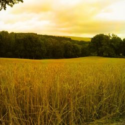 Scenic view of field against sky during sunset