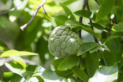 Sugar apple in the garden