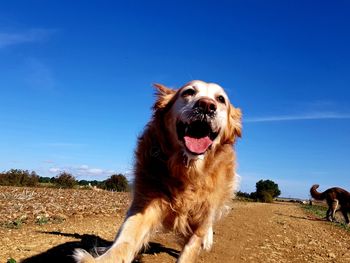 Horse dog on land