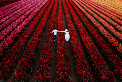 Full frame shot of agricultural field