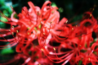 Close-up of red flowers