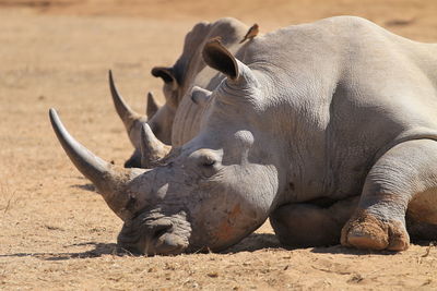 Close-up of  rhinos.