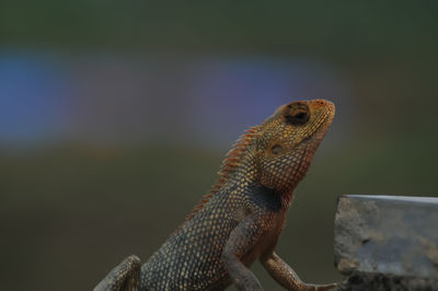 Close-up of lizard on rock